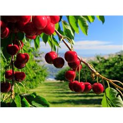 Gourmet Lunch & Tour of Monson Fruit