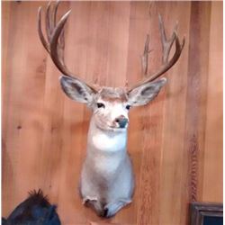 Taxidermy for a Deer Shoulder Mount by Kevin Lucier