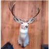 Image 1 : Taxidermy for a Deer Shoulder Mount by Kevin Lucier
