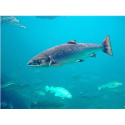 One day fully guided salmon or steelhead fishing trip for 2 people on Drano Lake or the  Columbia Ri