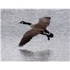 Image 1 : Guided Goose Hunt