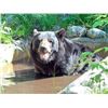 Image 2 : 5 Day Combo Hunt, One Deer (Private Ranch) & One Black Bear