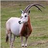 Image 1 : 3 Day, 2 Night Hunt for Scimitar Horned Oryx for 1 Hunter & 1 Non-Hunter