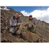 Image 1 : 5 to 7 Day Hunt for Mid Asian Ibex for One or Two Hunters