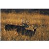 Image 1 : 5 Day Trophy Whitetail Deer Hunt for One Hunter