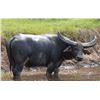 Image 1 : 6 Day Trophy Water Buffalo Hunt