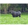 Image 2 : 6 Day Trophy Water Buffalo Hunt