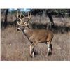 Image 1 : 5 (Gun) or 6 (Bow) Day Whitetail Buck Hunt for One Hunter