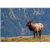Image 1 : 5 Day Rocky Mountain ELK Free Range Hunt for One Hunter