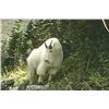 Image 1 : 10 Day Mountain Goat Hunt for One