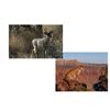 Image 1 : 5 Day Coues Deer with Mt. Lion Hunt for One, (Can be upgraded to a 7 days)