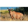 Image 1 : 5 Day Tsessebe Bull Hunt for 1 Hunter & 1 Non-Hunter