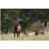 Image 1 : 1-2 Day Trophy 350+/- Rocky Mountain Bull Elk Hunt for One Hunter & One Non-Hunter  (If horns are br