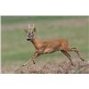 Image 1 : 6 Day Roe Deer Hunt (Up to 350 gr) for One Hunter