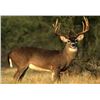 Image 1 : 5 Day Kentucky Whitetail Deer Hunt for One Hunter