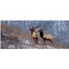Image 1 : 5 Day Rocky Mountain ELK for One Hunter