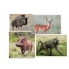 Image 1 : 10 Day Blue Wildebeast, 2 Baboons, Warthog, Impala Hunt for Two Hunters