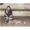 Image 1 : 4 Day/3 Night Management Whitetail Buck to 130” for One Hunter