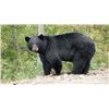 Image 1 : 7 Day Black Bear Hunt for One - Wawa, Ontario, Canada