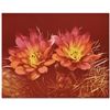 Image 1 : Fishhook Cactus