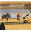 Image 4 : South Africa - 5 Day Southern Greater Kudu Mountain Hunt - Chumlet Safaris