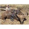 Image 6 : South Africa - 5 Day Southern Greater Kudu Mountain Hunt - Chumlet Safaris