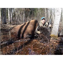 Blue Sky Outfitting – Alberta Free Range Bison Hunt