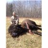 Image 3 : Blue Sky Outfitting – Alberta Free Range Bison Hunt