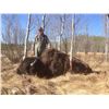 Image 4 : Blue Sky Outfitting – Alberta Free Range Bison Hunt