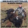 Image 6 : Blue Sky Outfitting – Alberta Free Range Bison Hunt