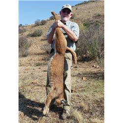 Legelela Safaris – Exciting Caracal and Serval Hunt