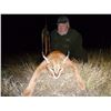 Image 3 : Legelela Safaris – Exciting Caracal and Serval Hunt
