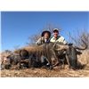 Image 4 : Limpopo – 6 Days,  1 Hunter & 4 Trophies, BowHunting Option – Trompettersfontein Safaris