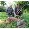 Image 7 : Serbia – Fallow Deer, Roe D\eer or Chamois – Your choice - with Two Touring Days