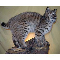 Flint Fur Tannery and Taxidermy - Tanning of a black bear, or wolf, or cougar