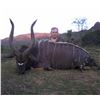 Image 4 : South Africa - 7 Day Nyala Hunt with Hotfire Safaris