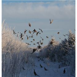 South Dakota - 2 Day and 2 Night Wild Pheasant Hunt for 2018 or 2019