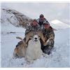 Image 1 : Kyrgyzstan Hume Argali Hunt
