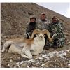 Image 3 : Kyrgyzstan Hume Argali Hunt