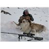 Image 6 : Kyrgyzstan Hume Argali Hunt