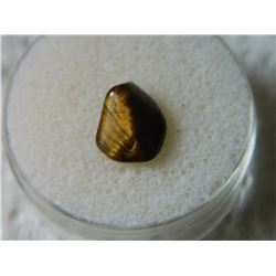 GEM STONE - TIGER'S EYE - POLISHED FREE FORM