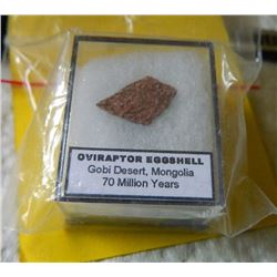 GENUINE 70 MILLION YEAR OLF DINOSAUR EGGSHELL - IN DISPLAY CASE