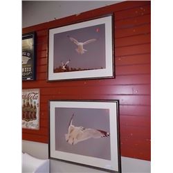 FRAMED PRINT - SOARING SEA GULL - 2 TTL