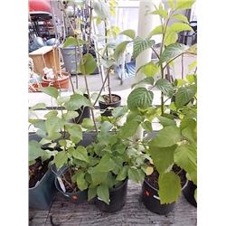 LIVE PLANT - LILAC