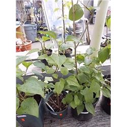 LIVE PLANT - LILAC
