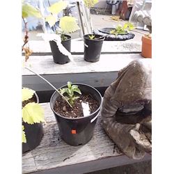 LIVE PLANT - LILAC