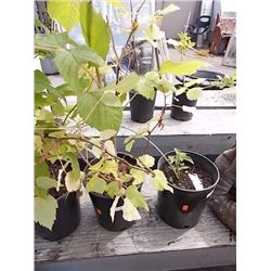 LIVE PLANT -RASPBERRY