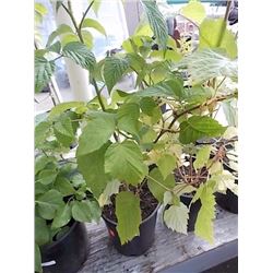LIVE PLANT -RASPBERRY