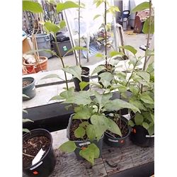 LIVE PLANT - LILAC