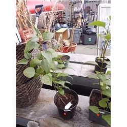 LIVE PLANT - LILAC
